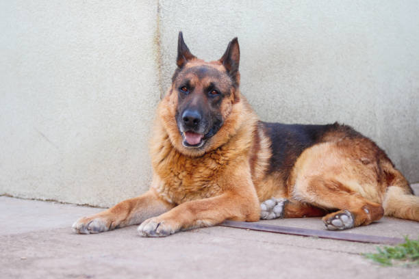 pastore belga che aspetta il capo - belgian sheepdog foto e immagini stock