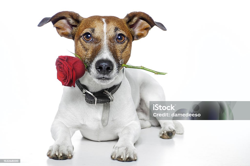 Small brown and white dog holding a red rose in his mouth valentine dog with a red rose Dog Stock Photo