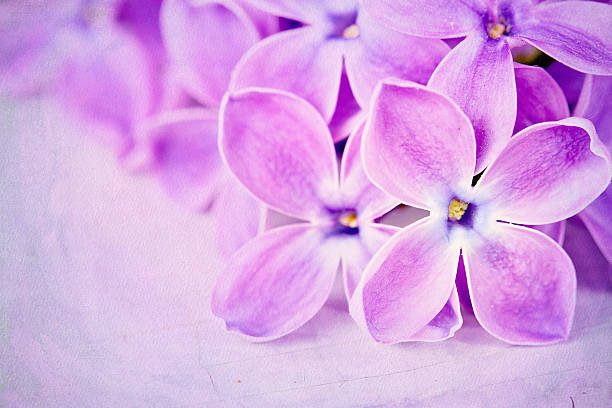 istock Lilacs on a purple textured background 153268324