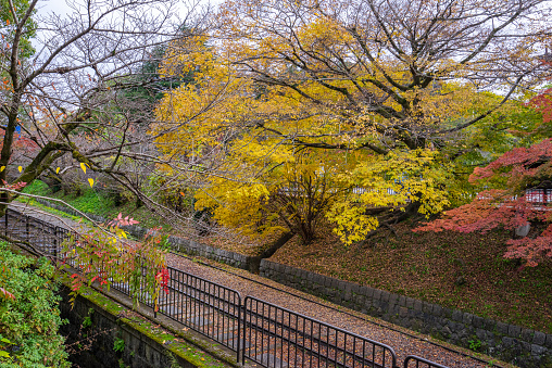 Maple leaf scenery of Japan Railway.