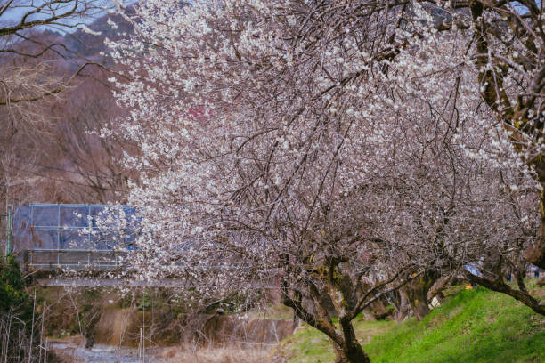 istock Plum blossoms in bloom around mt. Takao in spring, March 2023 1532704686