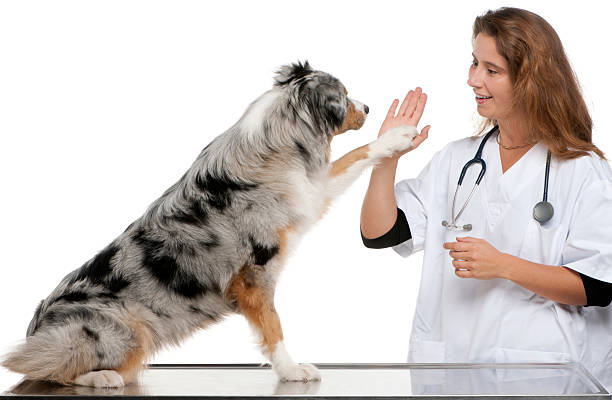istock Australian Shepherd giving its paw to a vet 153270978