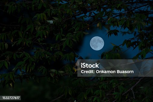 istock Full moon with tree branch in the night. 1532727617