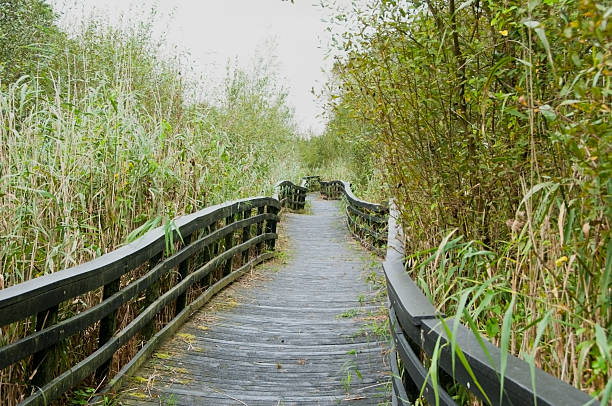 un sentier nature - reed bed walway footpath marsh photos et images de collection