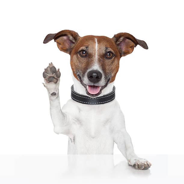 hello goodbye high five dog - zwaaien gebaren stockfoto's en -beelden