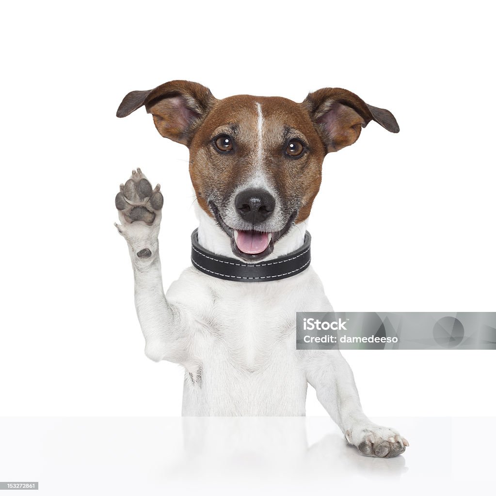 hello goodbye high five dog Dog Stock Photo