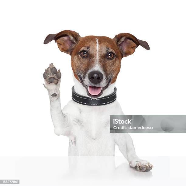 Hello Goodbye High Five Dog Stock Photo - Download Image Now - Dog, Greeting, Paw