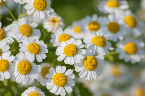 Some feverfew are soaking up the sunlight.