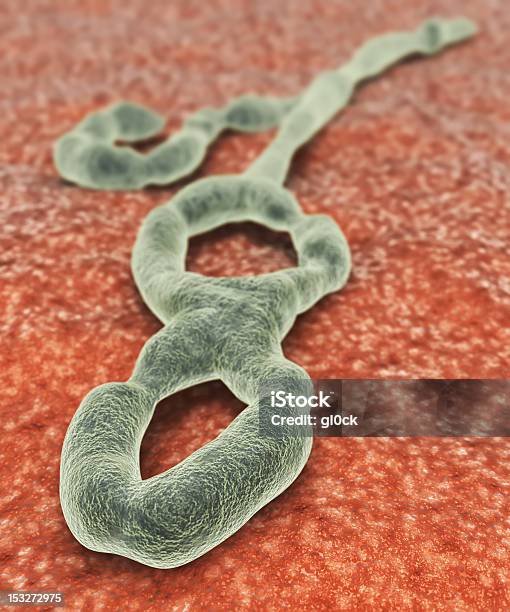 エボラ出血熱ウィルス - ウイルスのストックフォトや画像を多数ご用意 - ウイルス, エボラ出血熱, オーガニック