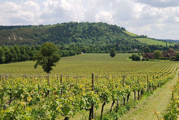 Vineyard at Dorking. Surrey. England View over grapevines at vineyard on the North Downs. Dorking. Surrey. England surrey england stock pictures, royalty-free photos & images