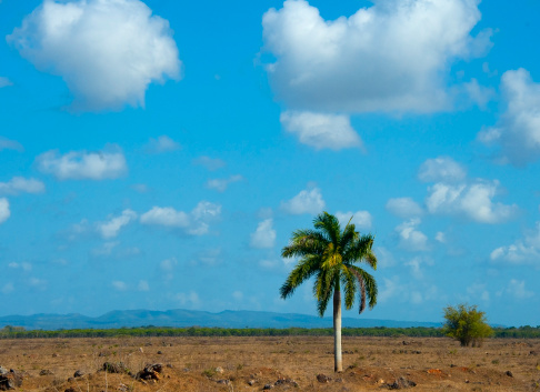 A single palm tree growing in a vast expanse of desert, a bright blue sky with fluffy clouds overhead