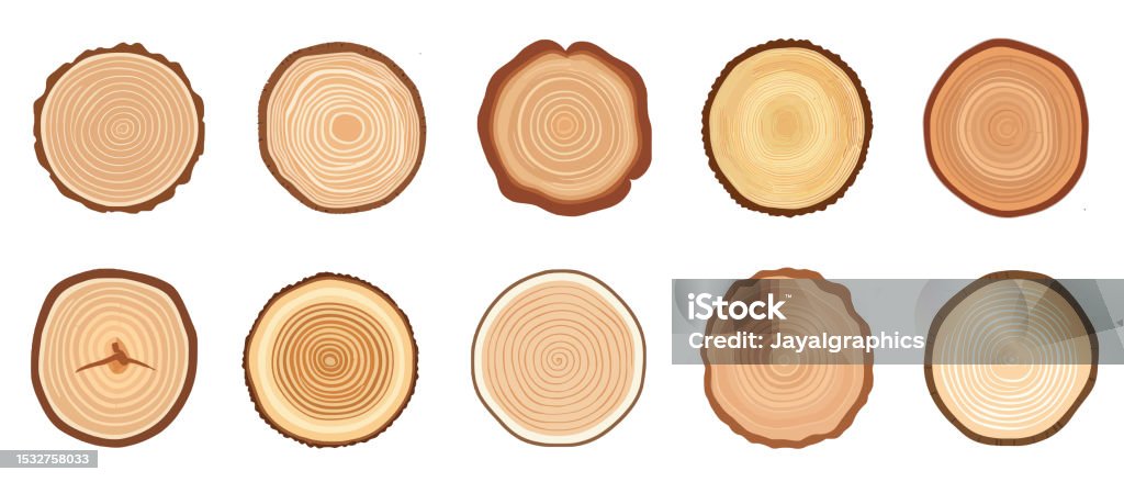Tree Rings Cross Matching Tree Trunk Cross Section Set Tree Rings Tree Trunk Rings Isolated Wood ...