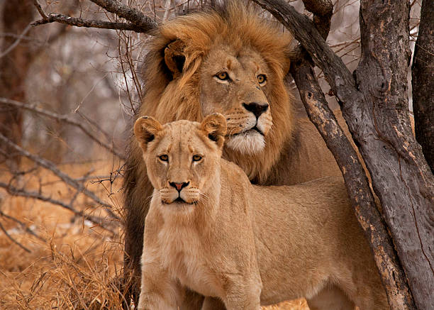 männlichen löwen (panthera leo) und löwin - löwin stock-fotos und bilder