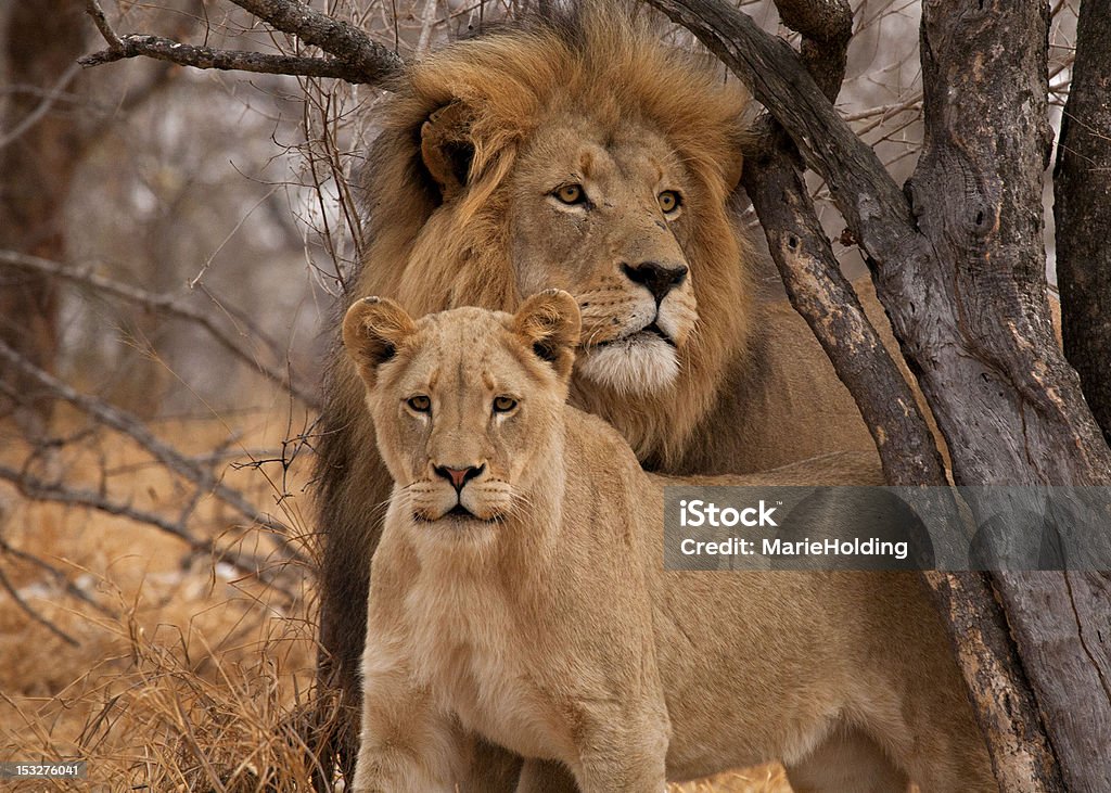 Male Lion  (Panthera leo) and Lioness Male and Female lion in South Africa. Kruger National Park Stock Photo