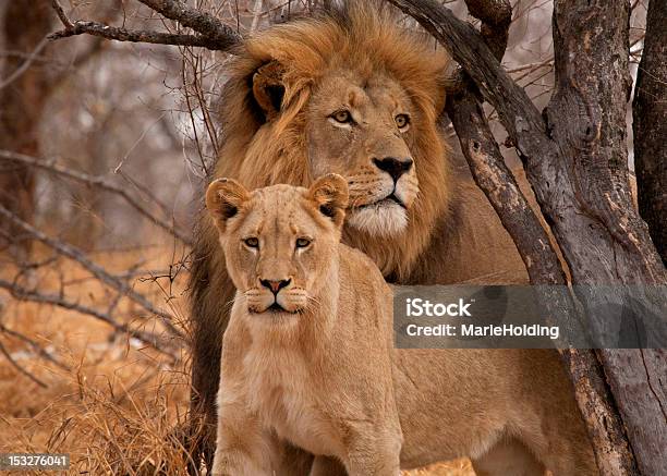 Male Lion And Lioness Stock Photo - Download Image Now - Kruger National Park, Lion - Feline, Lioness - Feline