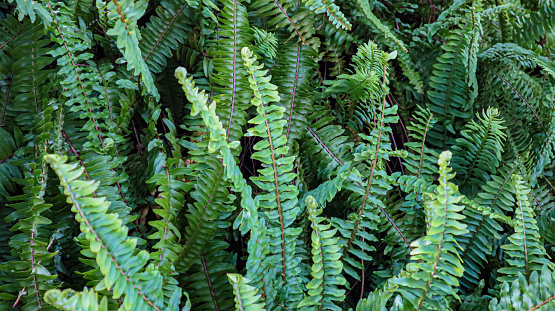 Western sword fern, Nephrolepis obliterata. Fern green, fern forest in a garden.