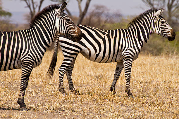 istock Couple of Grant's zebras 153276445