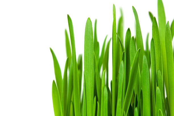 istock green grass isilateg on white. macro 153276794