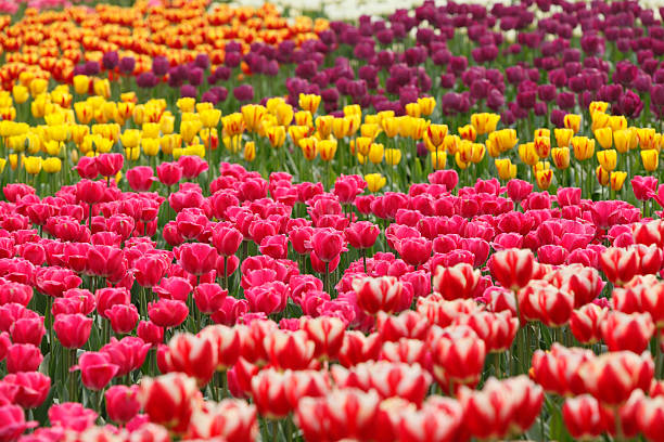 istock Colorful tulips in the garden 153277112