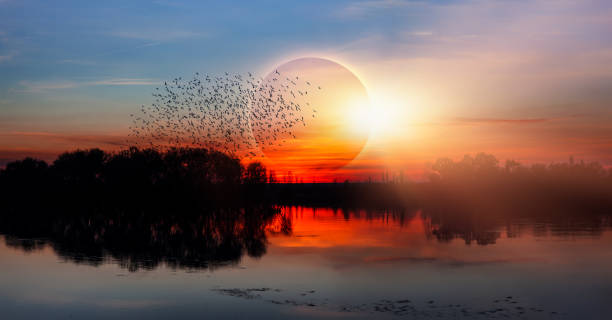 istock Birds silhouettes flying over the lake with full moon 1532775542