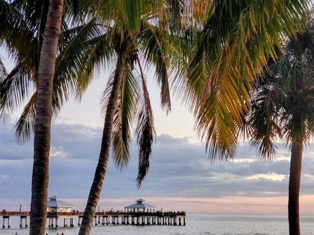 istock Palm trees with the skyline and Pier 1532777180