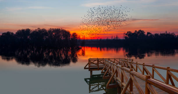 istock Birds silhouettes flying over the lake with 1532777735