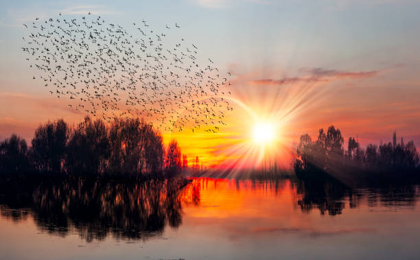 istock Birds silhouettes flying over the lake with 1532777739