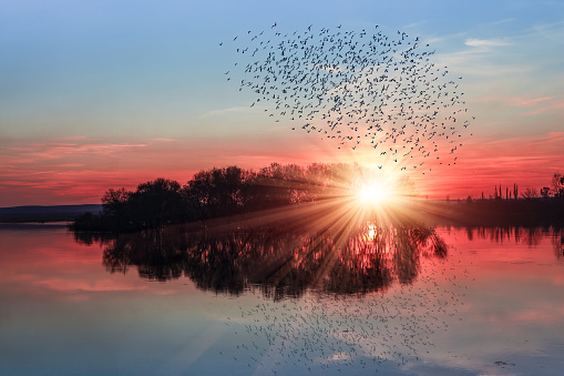 Birds silhouettes flying over the lake at sunset