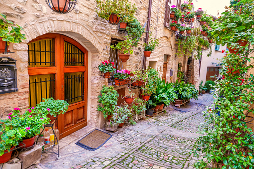 Spello, Umbria, Italy, October 27 -- Dozens of beautiful flowering plants harmoniously decorate a stone alley in the historic center of Spello, a medieval village between Foligno and Assisi, in the region of Umbria in central Italy. Spello, founded by the Umbrian people and subsequently conquered by the Romans, in medieval times was occupied by the Franks and Lombards and then passed under the dominion of the Duchy of Spoleto and the Church. This small medieval Umbrian village is considered among the most beautiful in Italy, famous for the decoration of its alleys with flowers and plants. The Umbria region, considered the green lung of Italy for its wooded mountains, is characterized by a perfect integration between nature and the presence of man, in a context of environmental sustainability and healthy life. In addition to its immense artistic and historical heritage, Umbria is famous for its food and wine production and for the high quality of the olive oil produced in these lands. Wide angle image in high definition quality.