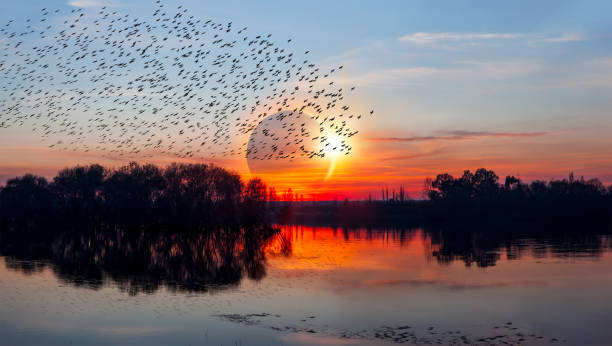 istock Birds silhouettes flying over the lake with 1532780952