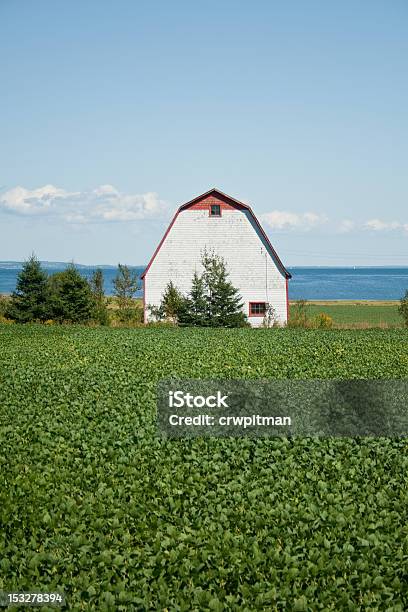 Campos De Soja - Fotografias de stock e mais imagens de Agricultura - Agricultura, Ao Ar Livre, Azul