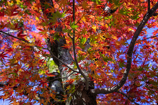 Autumnal trees in Tannersville, New York State.