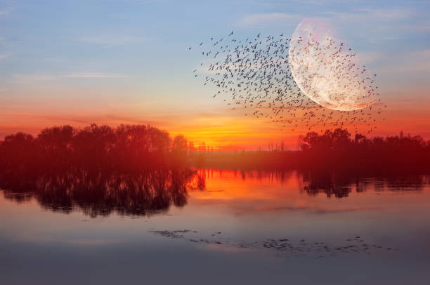 istock Birds silhouettes flying over the lake with full moon 1532785698