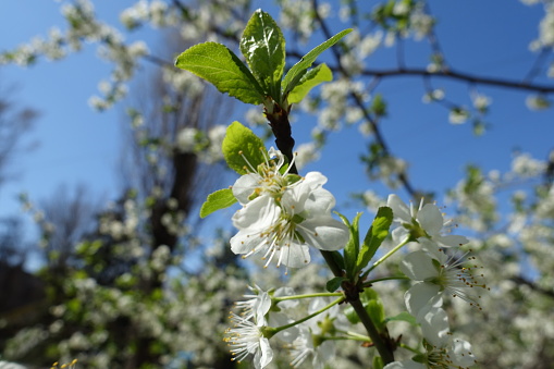 Blue sky and flowers of cherry tree in April