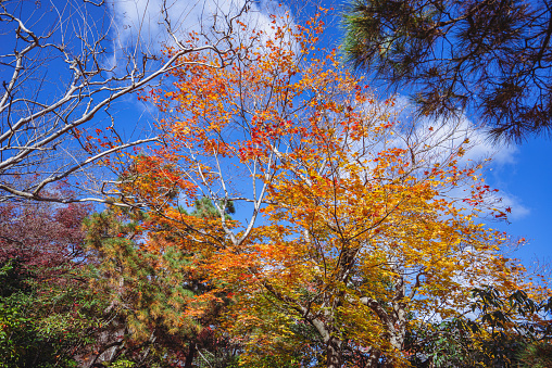 The maple leaves appear even more outstanding under the blue sky and white clouds.