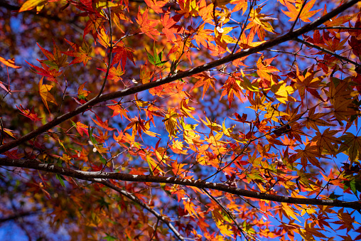 Between the light and shadow of the branches, the color of the maple leaves is quite clear.