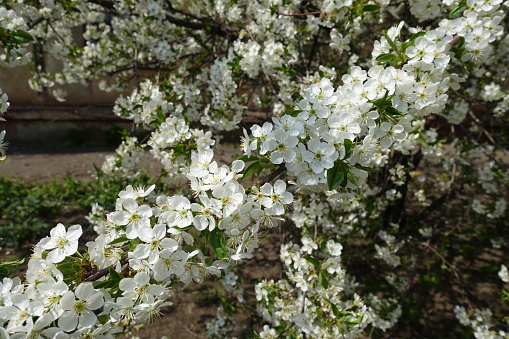 Plenty of white flowers of cherry tree in April