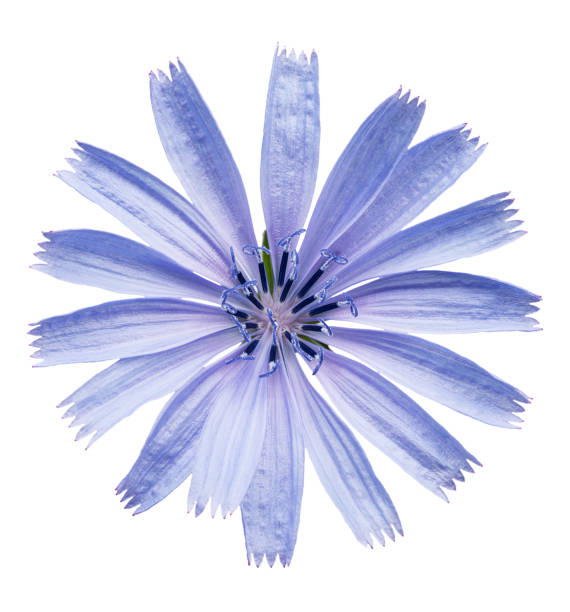 istock Chicory flower close up on the white background. File contains clipping path. 1532813386