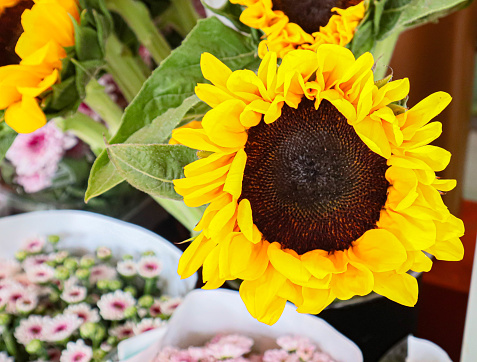 A big sunflower in flower shop. Yellow plant, sunflower in among of a variety of flower background.