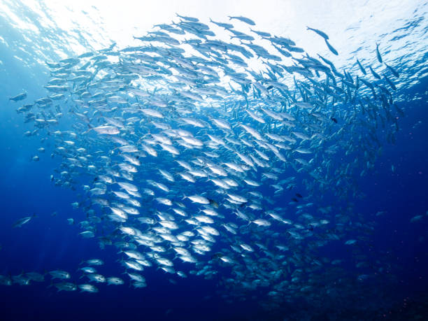 istock School of Jacks 1532825545