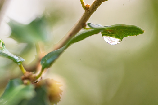 View of a drop of water on acorn leaf.