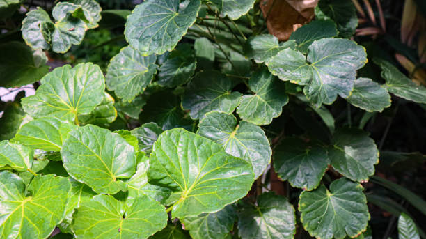 istock Polyscias scutellaria, Polyscias plant for green leaf background. Green leaf of Polyscias in a garden. 1532828729