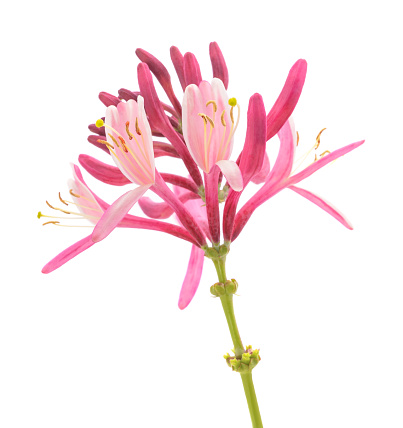 Red honeysuckle  flowers isolated on white background