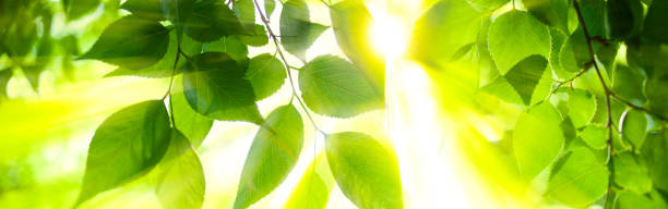 istock banner image of sunshine leaves 1532832433