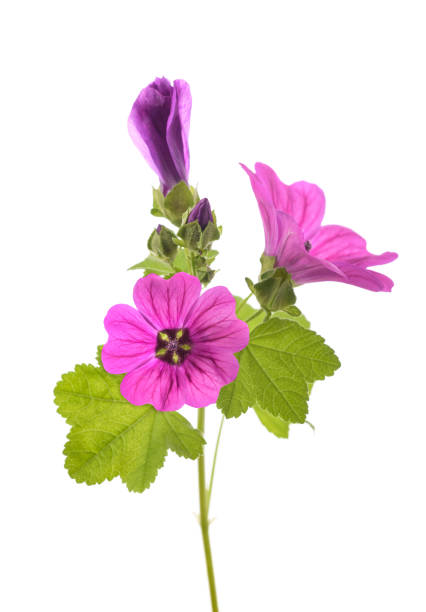 istock Mallow plant with  flower 1532836148