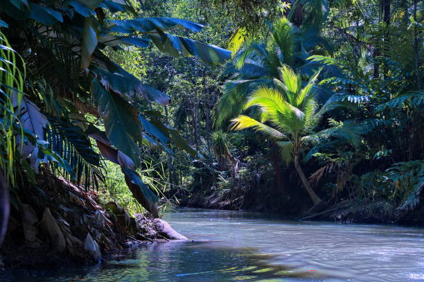 istock Sailing in the mangrove river 1532848656