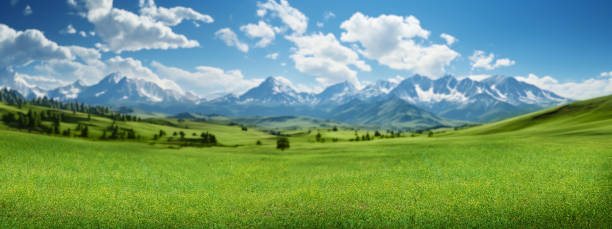Landscape featuring a green meadow and snowy mountains