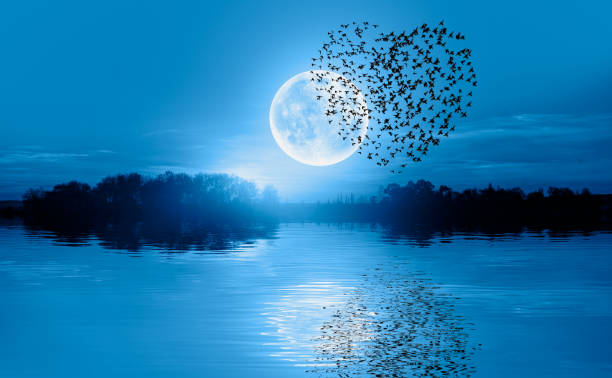 istock Birds silhouettes flying over the lake with full moon 1532868470