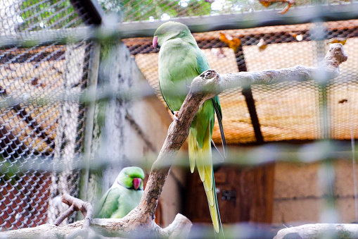 Selective focus of Indian ring neck parrot perched in its enclosure in the afternoon. Great for educating children about wild animals.