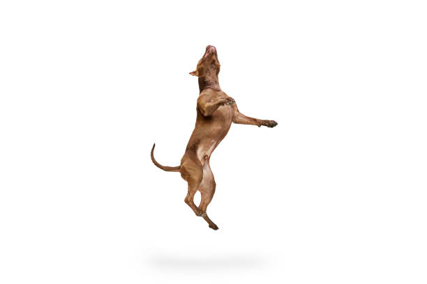 istock Dynamic image of purebred, adorable dog, American pitbull terrier jumping against white studio background 1532897448